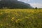 Yellow flowers Walking and Bicycle tour around lake Resia Reschen in south tyrol Italy. Mountains Alps