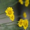 Yellow flowers with waterdrops