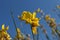 Yellow flowers of weaver`s broom plant