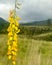 yellow flowers and weeds on a mountain