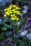 Yellow flowers of Western wallflower, Erysimum asperum