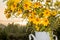 Yellow flowers in white steel jar at sunrise