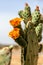 Yellow flowers on a wild cactus