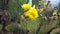 Yellow flowers on wild cactus prickly pear in summer on the mountain