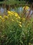 Yellow flowers, wildflowers, plants, thickets on the lake shore, lake