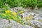 Yellow flowers in the wind at Vikos gorge