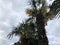 Yellow flowers of windmill palm blooming of Trachycarpus