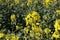 Yellow flowers winter cress