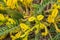 Yellow flowers of woolly-flowered Astragalus Astragalus dasyanthus. Medicinal plant close-up.