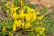 Yellow flowers of woolly-flowered Astragalus Astragalus dasyanthus. Medicinal steppe plant close-up.