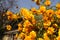 Yellow flowers, yellow balls flowers, blue sky, old house, village, simple flowers, beautiful flowers, rural flowers, simple flowe