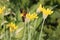 Yellow flowers of yellow garlic Allium moly in garden