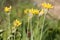 Yellow flowers of yellow garlic Allium moly in garden