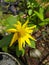 yellow flowers with yellow pistils also with a beautiful shape that is partially exposed to sunlight