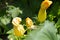 Yellow flowers zucchini growing in the garden