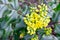 Yellow flowes ofMahonia. Mahonia in the early spring. Young plants. Yellow flower of mahonia. Green leaves of mahonia