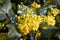 Yellow flowes ofMahonia. Mahonia in the early spring. Young plants. Yellow flower of mahonia. Green leaves of mahonia