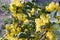 Yellow flowes ofMahonia. Mahonia in the early spring. Young plants. Yellow flower of mahonia. Green leaves of mahonia