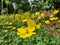 Yellow flowes with yellow butterfly too