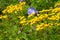 Yellow flowwers in sunlights on a meadow