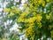 Yellow fluffy Acacia dealbata mimosa tree flowers silver or blue wattle in Arboretum Park Southern Cultures in Sirius