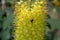 Yellow fluffy blossoming eremurus flower