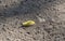 Yellow fluffy caterpillar Pale tussock moth crawling on road