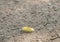 Yellow fluffy caterpillar Pale tussock moth crawling on road