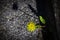 Yellow fluffy dandelion with leaves on pavement with long shadow