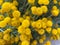 yellow fluffy flower heads closeup