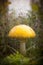 Yellow fly agaric fungus