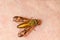 Yellow Fly - Diachlorus ferrugatus