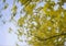 Yellow foliage on a blue sky nature background
