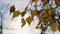 Yellow Foliage on a Tree Branch Against the Sky and Sun in Autumn Nature