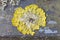 Yellow foliose lichen