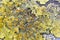 Yellow foliose lichen