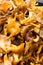 Yellow foot chanterelle Craterellus tubaeformis