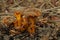 Yellow Foot fungus