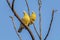 Yellow-footed green pigeon pair sittng on a branch of a tree, state bird of MaharashtraHariyal