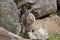 Yellow footed rock wallaby