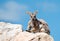 Yellow footed rock wallaby