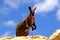 Yellow-footed rock wallaby