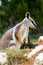 Yellow-Footed Rock Wallaby