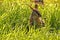 Yellow-Footed Rock-Wallaby in Long Green Grass