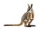 Yellow-footed rock-wallaby, Petrogale xanthopus, kangaroo