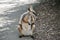 The yellow footed rock wallaby is standing on its hind legs