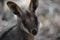 Yellow Footed Rock Wallaby, Wilpena Pound