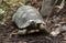 Yellow-footed tortoise