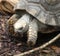 Yellow-footed tortoise close