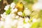 Yellow forest bird sits among spring flowers